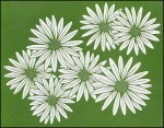Notecard Cover Daisy-1